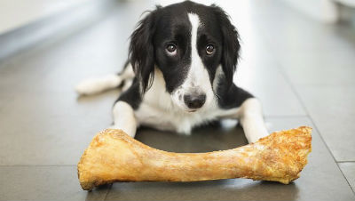 They should not eat bones