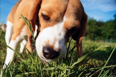 Perro comiendo pasto