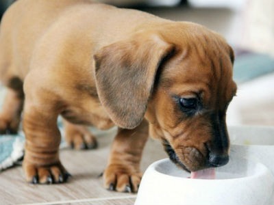Can puppies drink cow's milk
