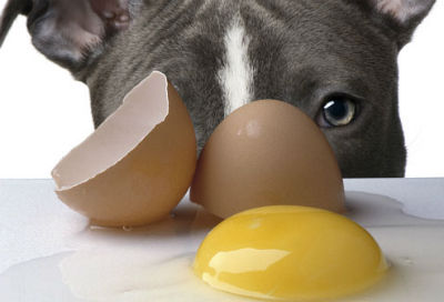 Eggs are not good for dogs