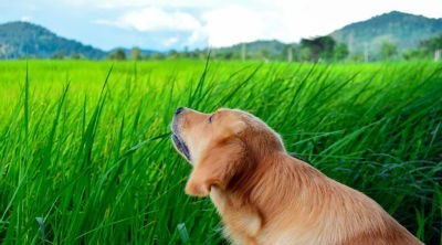 Cachorros que comem grama