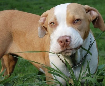 dog eats grass