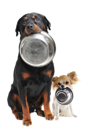 Dieta de carboidratos para cães