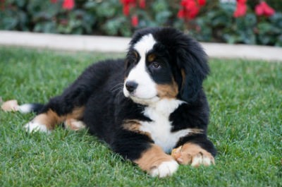 Elementos importantes para cuidar do cabelo e da pele do cão