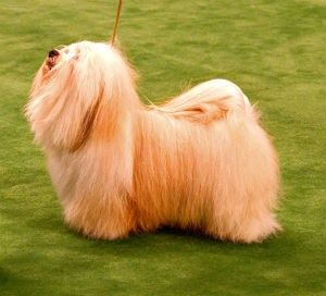 the dog's hair