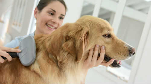 Cuidando do cabelo do seu cachorro com uma boa nutrição