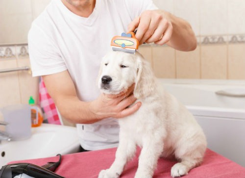 Brushing your pet