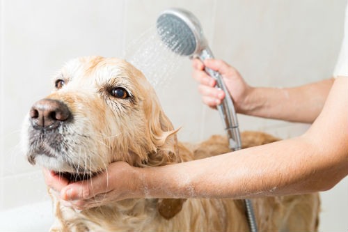 Cuidado del pelo de tu perro