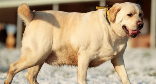 tips to help your dog lose weight