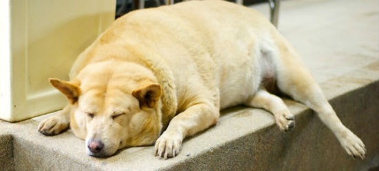 dicas para combater a obesidade em cães