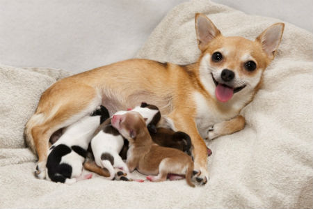 ração para cadelas grávidas
