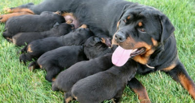 gravidez e lactação de cachorro