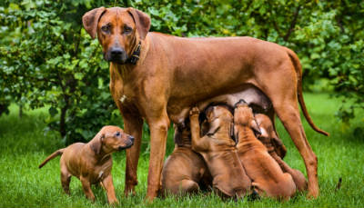 mother with puppies