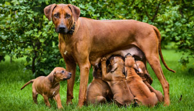 mãe com cachorrinhos