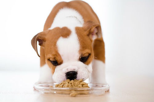 how to feed a puppy