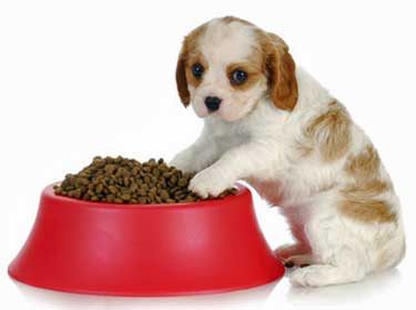 how many times should a puppy eat