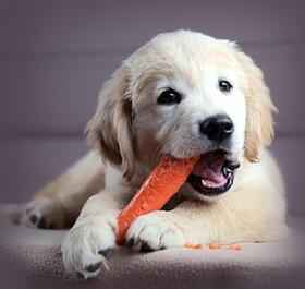 how much should a puppy eat