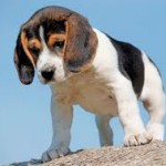 beagle