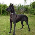 great-danes