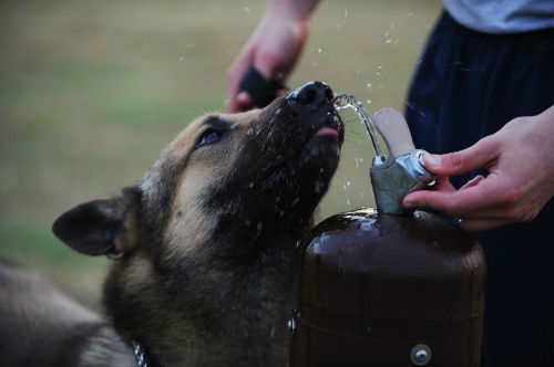 dê água para seu cachorro