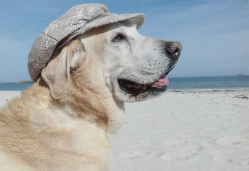 golpe de calor en perros