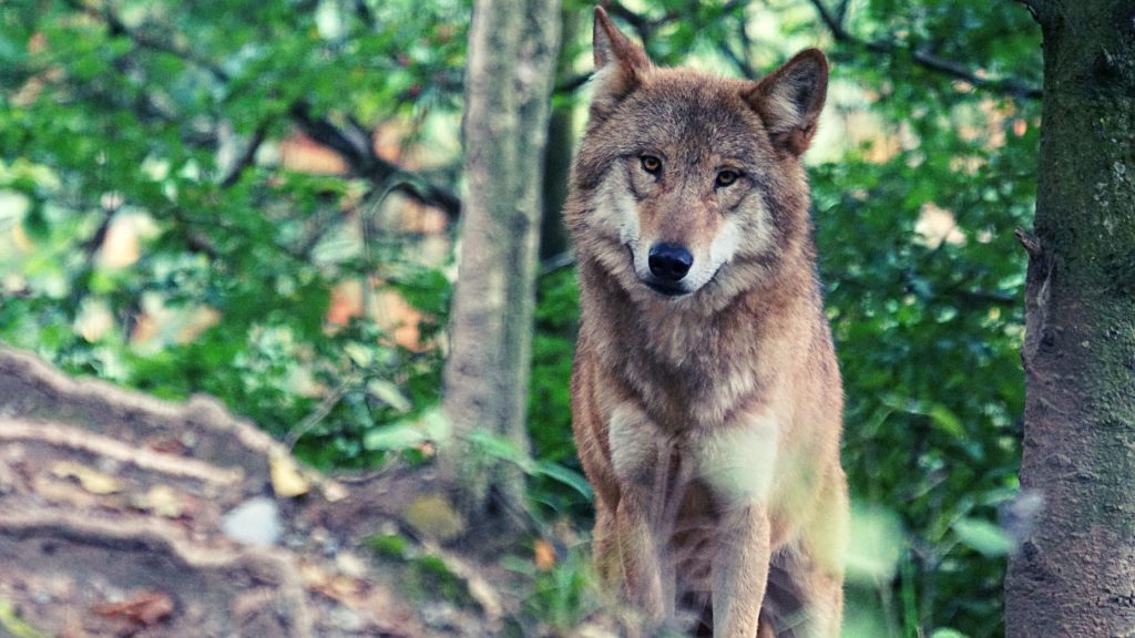 O que é um dingo Dingo ou Canis lupus?