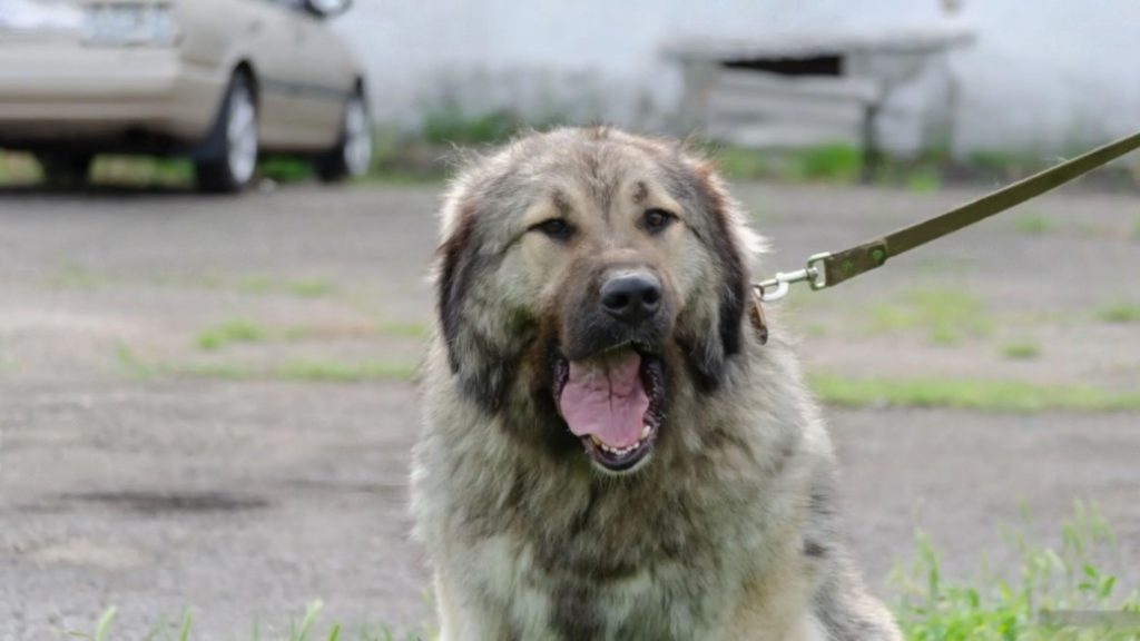 Caucasian shepherd feeding