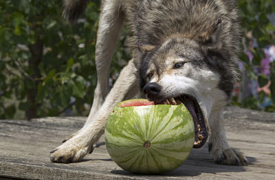 Renki Simply Bites His Melon