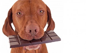 foods your dog should not eat