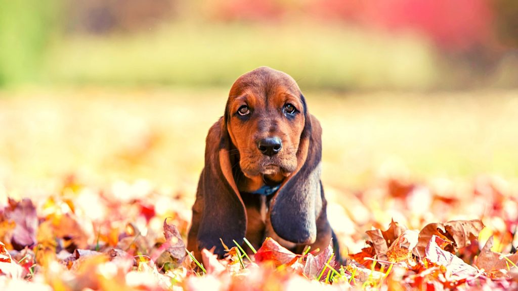 Personnage de chien de Basset