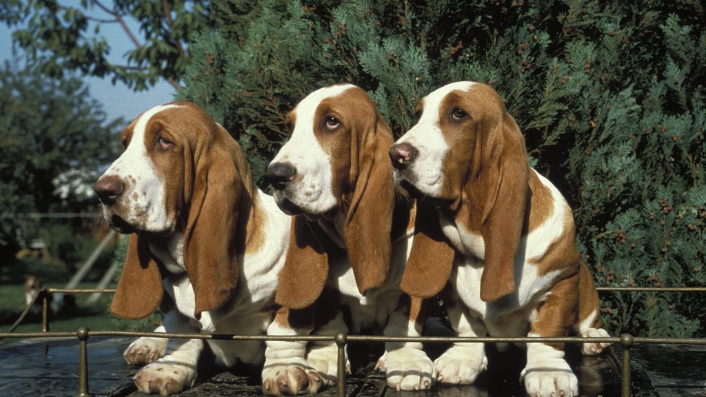 Basset hound characteristics