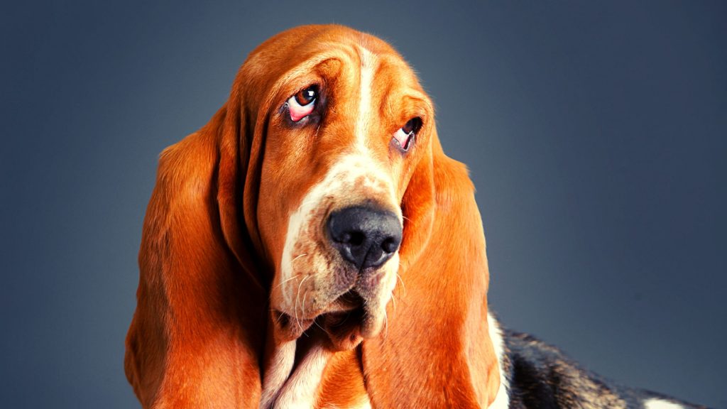 existen diferentes tipos de basset hound