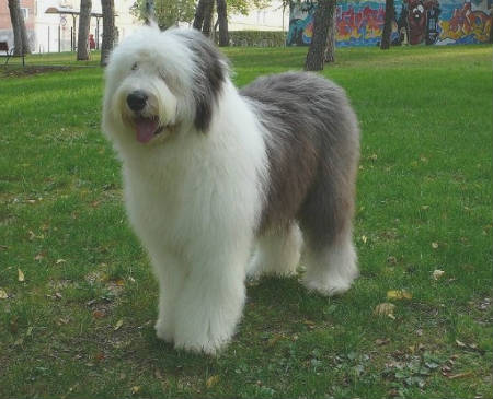 Old English Sheepdog