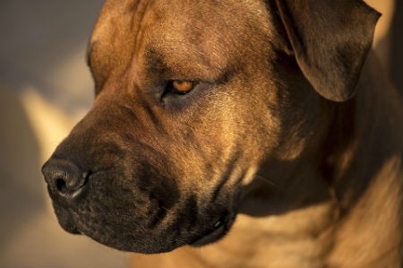 South African Boerboel