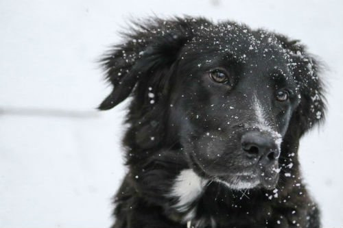 raza border collie