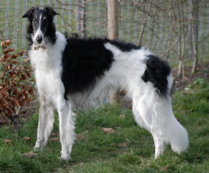 Chien borzoi