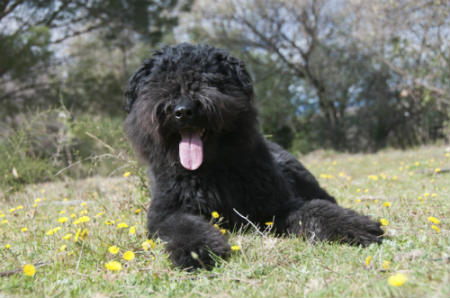 Bouvier de Flandres