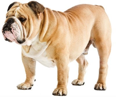 History and origin of the English Bulldog dog