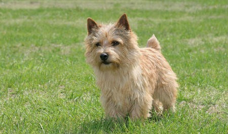 Raça Cairn Terrier