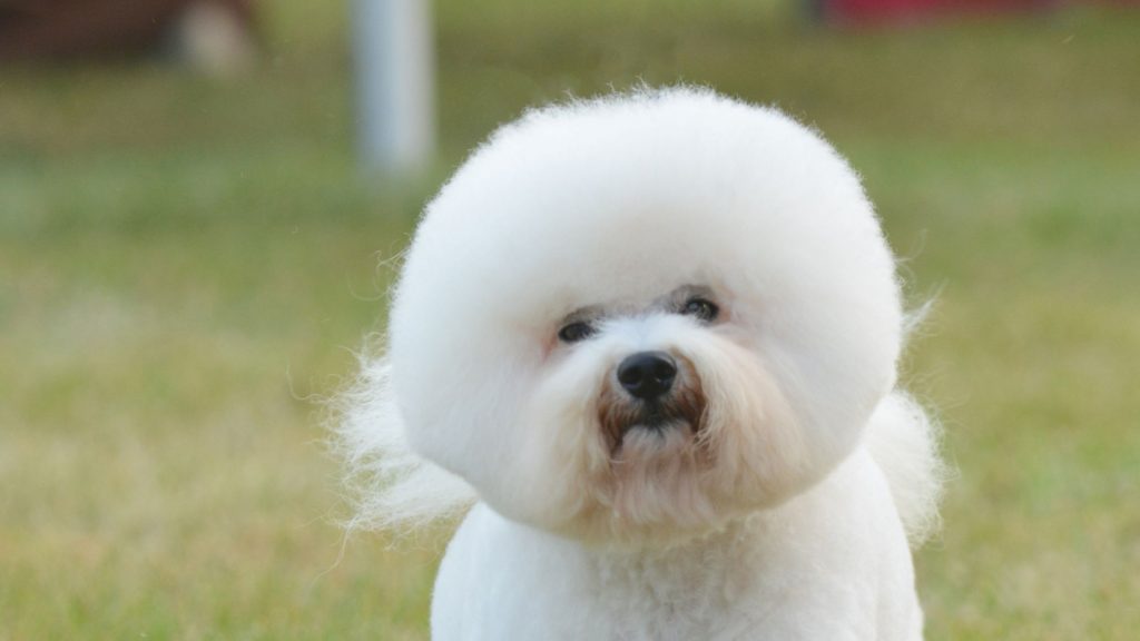 Personagem do Bichon Frise