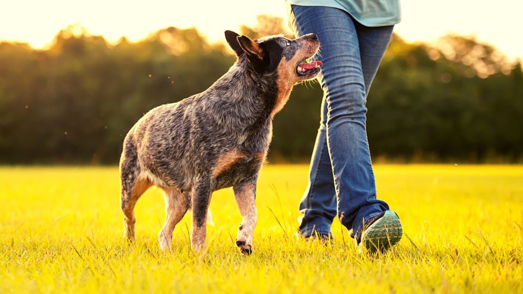 Personagem do Australian Cattle Dog