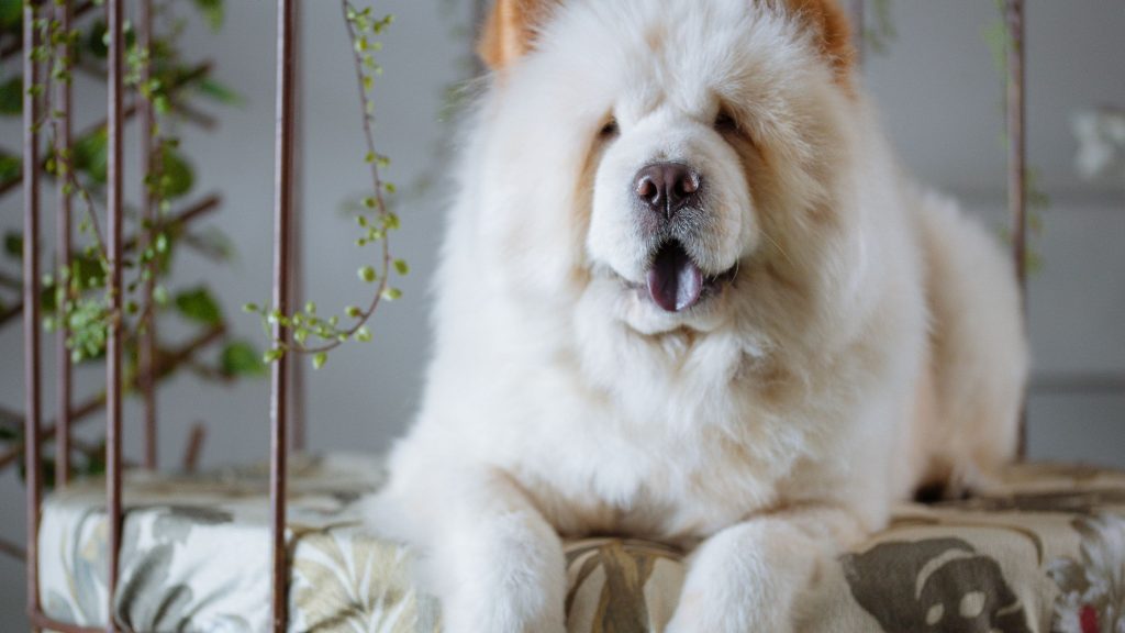 Chow chow character