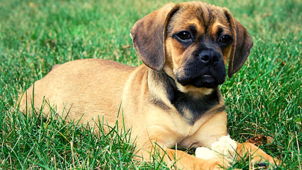 Personagem Puggle