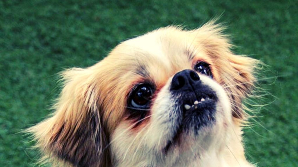 Character of the Tibetan spaniel