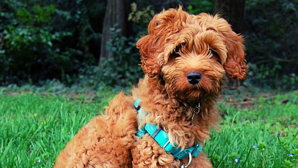 Labradoodle Characteristics