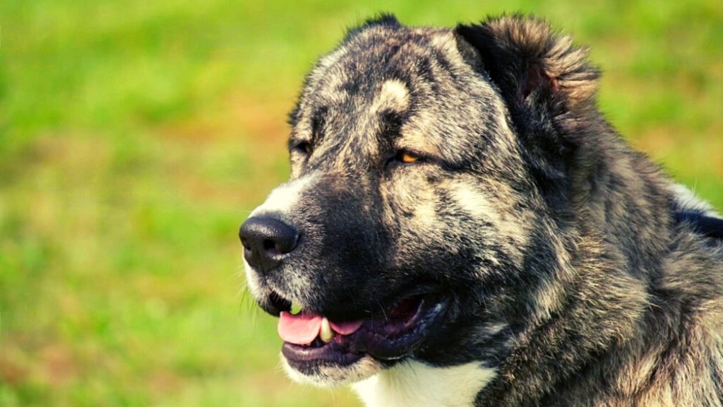 Caucasian Shepherd Characteristics