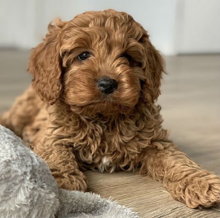 Origins of the cavapoo or cavoodle