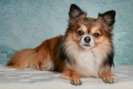 long hair chihuahua