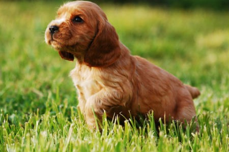 cocker puppy