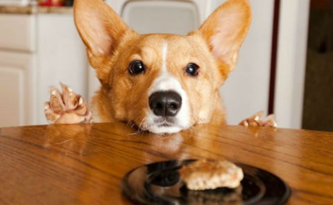 cambio de alimento de perro